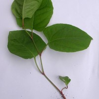 Japanese Knotweed